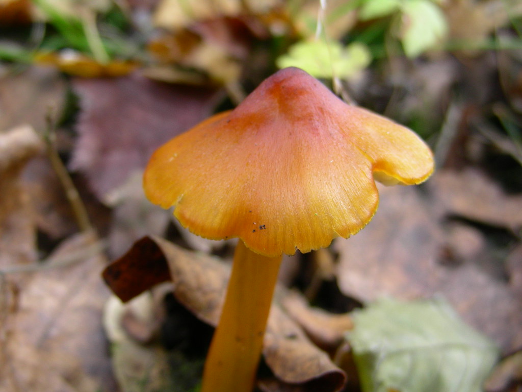 Hygrocybe conica ...